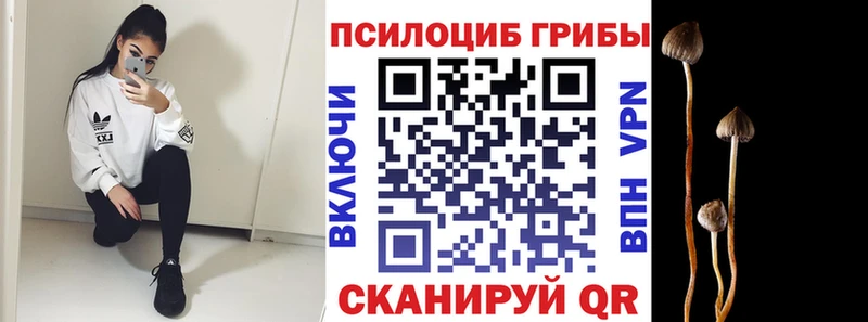 кракен tor  Курлово  Псилоцибиновые грибы Cubensis 